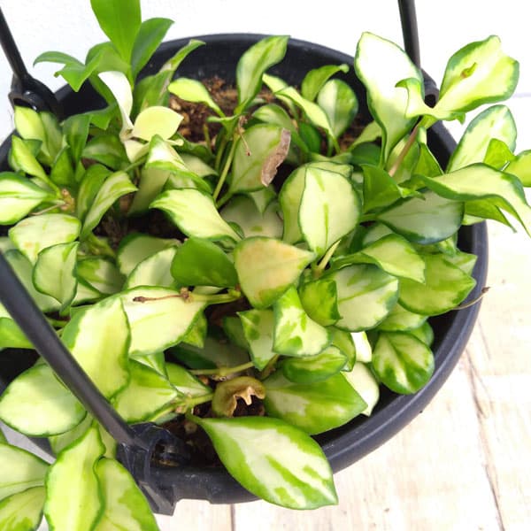 観葉植物/ホヤ：ヘウスケリアナ（斑入り）　5号吊り鉢のサムネイル