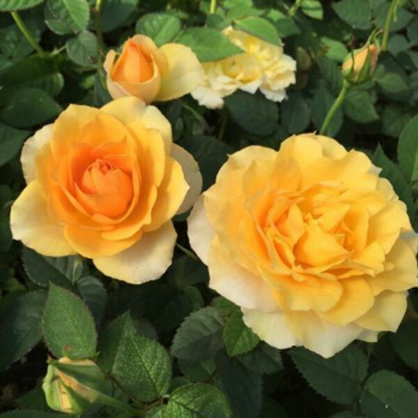 バラの苗/ミニバラ：マラクジャ・コルダーナ3.5号ポット