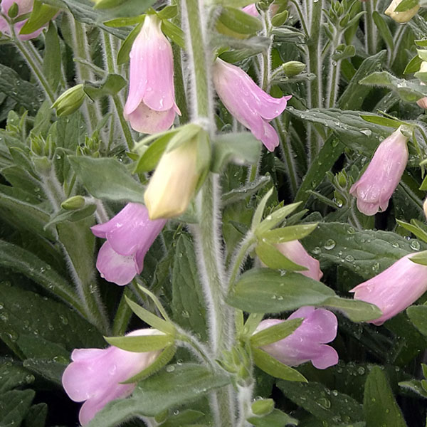 草花の苗/ジギタリス：デュービア3号ポット