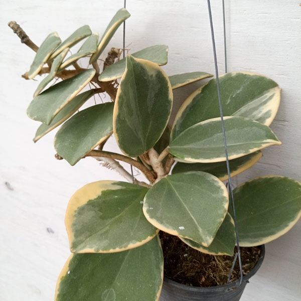 ホヤ 観葉植物/ホヤ：斑入りパチクラータ・アルボマギナータ（花座付き） 3.5号吊り鉢
