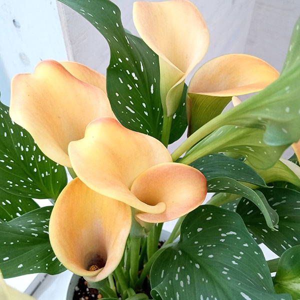 カラー：ライトオレンジ 5号鉢植え