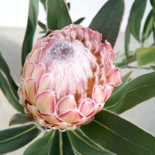 花木 庭木の苗/[ザ・ファームセレクト]プロテア：スザーラ　5号鉢植えのサムネイル