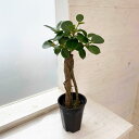 観葉植物/ガジュマル:パンダガジュマル 3.5号硬質ポット