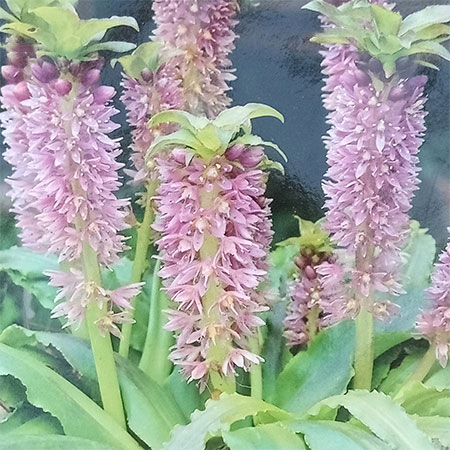 球根/ユーコミス（パイナップルリリー）：ピーチパイン1球入り