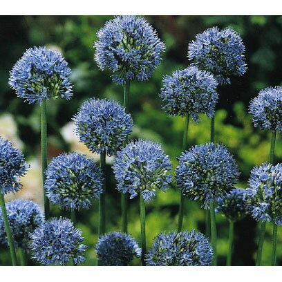 アリウム：カエルレウム（青）3球植え3号ポット