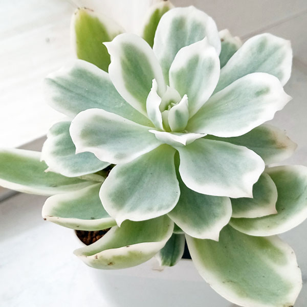 観葉植物/エケベリア：レモンローズ錦　2.5号ポットのサムネイル