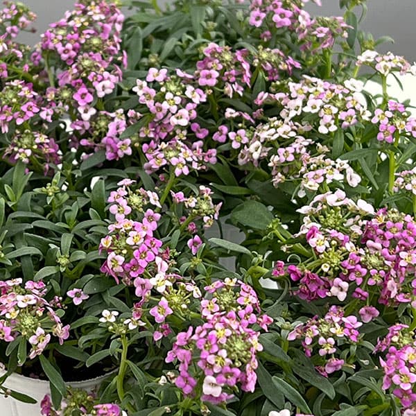 草花の苗/アリッサム：シェリピンク...