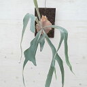 観葉植物/ビカクシダ(コウモリラン): OMO(オモ)ポーラーベア 板付け仕立て