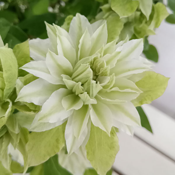 楽天市場】クレマチス 流星(鉢花|花・観葉植物):花 楽天市場】クレマチス 流星(鉢花|花・観葉植物):花