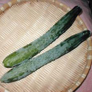野菜の苗/京野菜：キュウリ：聖護院...