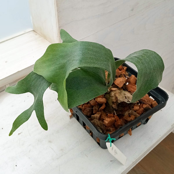 観葉植物/（わけあり特価）ビカクシダ（コウモリラン）：風神（フウジン）ポット苗 23-01