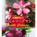 花木 庭木の苗/クラブアップル(マルス):ネビルコープマン5号ポット