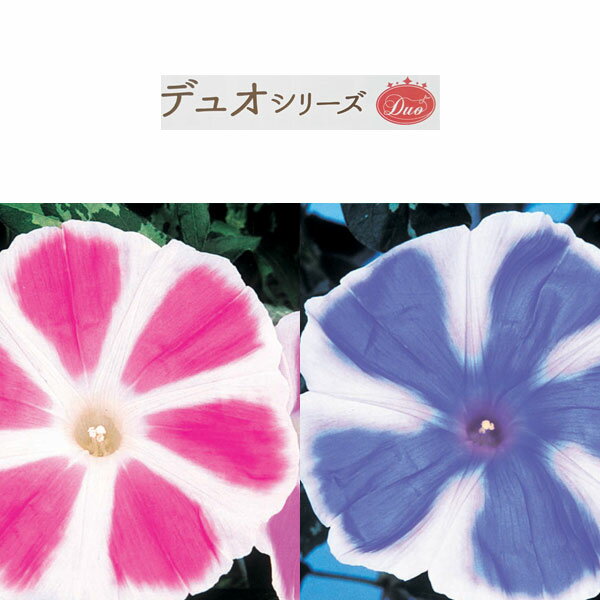 草花の苗/アサガオ：デュオ曜白朝顔（ピンク×青）3号ポット 6株セット