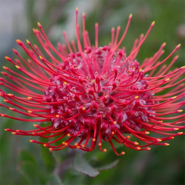 花木 庭木の苗/リューコスペルマム（ピンクッション）：レッド・ファントム6号ポット