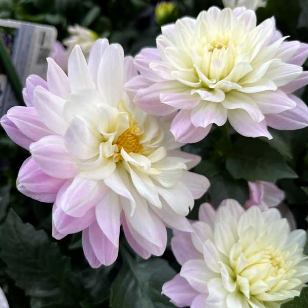 パステルピンクと白の変化ある花ダリア：さくらメロディー3.5号ポット黒川園芸さんオリジナルのさくらメロディー。やさしいさくら色とホワイトのグラデーションが美しい花色です。草丈が低く株もまだ小さいうちから開花しはじめ、成長しながら花を咲かせて最終草丈は50〜60cmとなります。暑さに強いので、夏に切戻せばまた秋にも咲く品種です。※高温時や直射日光が強い場合には、ピンクが抜けて白色が強くなる傾向にあります。タイプキク科ダリア属の半耐寒性多年草（球根植物）草丈50〜60cm開花期春〜晩秋用途鉢植え・花壇日照日なた〜半日陰栽培方法：日当たりと風通しのよい場所で管理します。表土が乾いてきたら、鉢底から水が流れ出てくるまで与えてください。花壇やプランターに植え替える場合は、根鉢をくずさないようにそっと植え替えます。植え付け、植え替え後1ヶ月が過ぎたら、月1回の置肥もしくは週1回の液肥を咲き終わりまで与えてください。咲き終わった花は切り取ります。よく日光に当てたほうが花つきがよくなりますが、真夏は強い光線を避け、風通しのよい場所で管理をしてください。冬季は地上部が枯れ、球根で冬を越します。球根を掘り上げるか凍らない場所で冬越しをさせます。3.5号（直径10.5cm）ポット入りです。花色やポットの形状は写真と異なる場合があります。※営利目的の増殖はできません。※写真はイメージです。