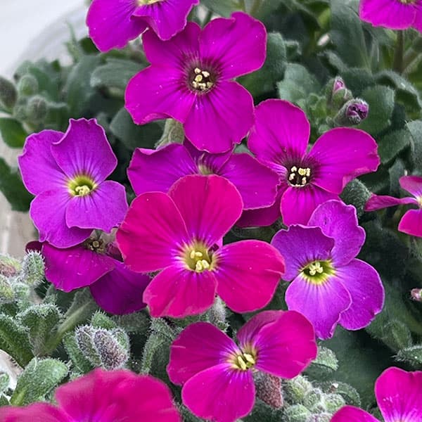 オーブリエチア苗の商品画像