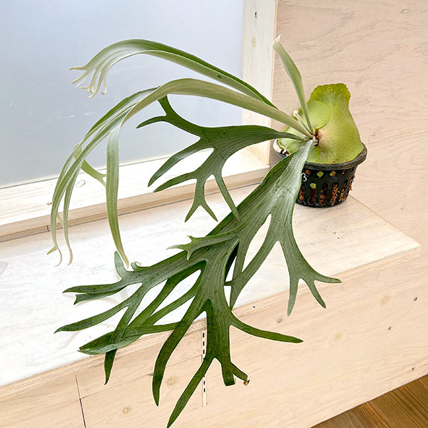 観葉植物/[ザ・ファームセレクト]...