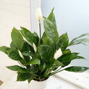 スパティフィラム 観葉植物/スパティフィラム：フェアリーウィング　5号鉢植え