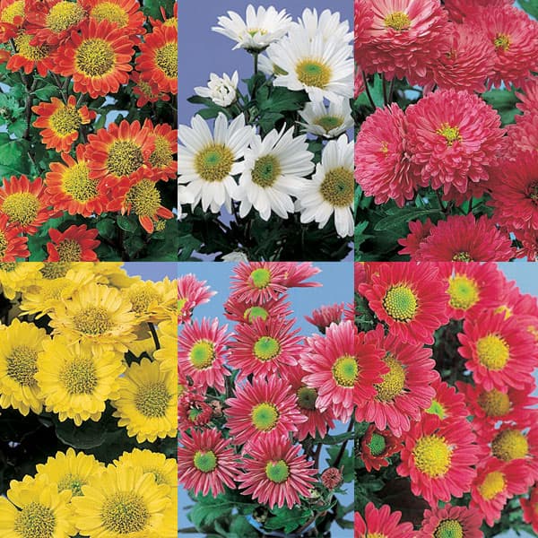 草花の苗/[送料無料]寒菊小菊ミックス2.5号ポット40株セット