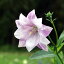草花の苗/おもてなしキキョウ(桔梗):二重系絞り紅花3号ポット(高性) 500円