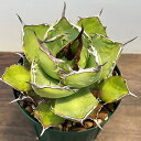 観葉植物/アガベ:チタノタ4号鉢植え(23-14)