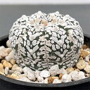 観葉植物/(わけあり特価)アストロフィツム:兜丸(Vタイプ)3号23-05