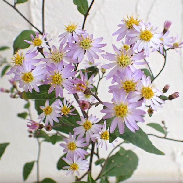 草花の苗/ノコンギク（キク）：清澄白山菊（キヨスミシラヤマギク）3.5号ポット