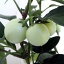 ペピーノ実付き6号鉢植え* 2,215円