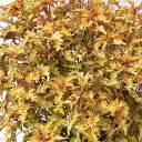 草花の苗/(わけあり特価)コリウス:バレッティ ドラジェ3-3.5号ポット 3株セット
