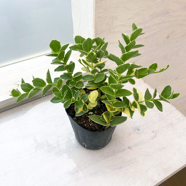 観葉植物/ホヤ：クミンギアナ（斑入り）3.5号ポット苗