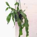 観葉植物/レピスミウム:ホーレティアナム 4号吊り鉢