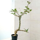 観葉植物/セサモタムナス:ブッセアヌス 5号22-02