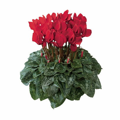 草花の苗/シクラメン：ドリームスケープ ブライトレッド3.5号ポットのサムネイル