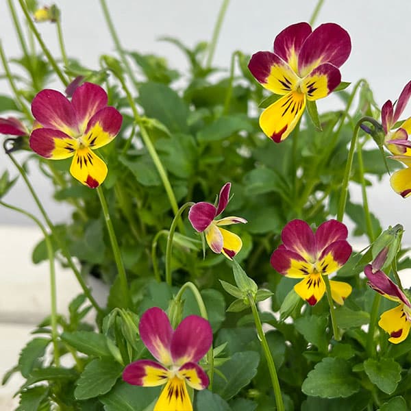 草花の苗/見元園芸さんのビオラ：太陽のアンジェ3-3.5号ポット 12株セット