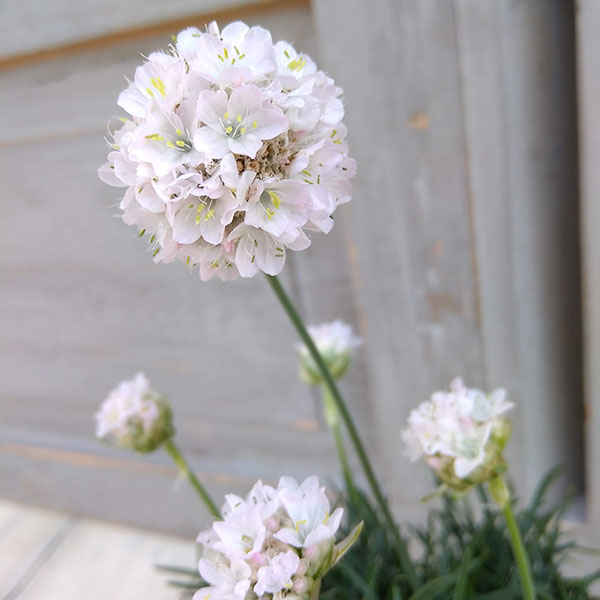 草花の苗/アルメリア：スイートスノー（わい性ホワイト）2.5号ポット