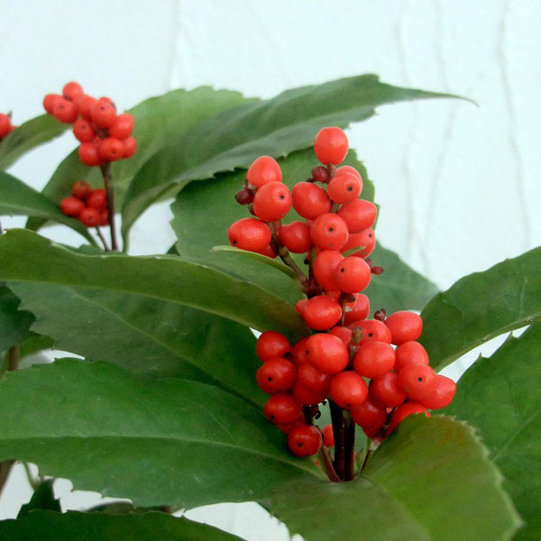 花木 庭木の苗/千両（センリョウ）：鈴成千両（赤実）4号ポット