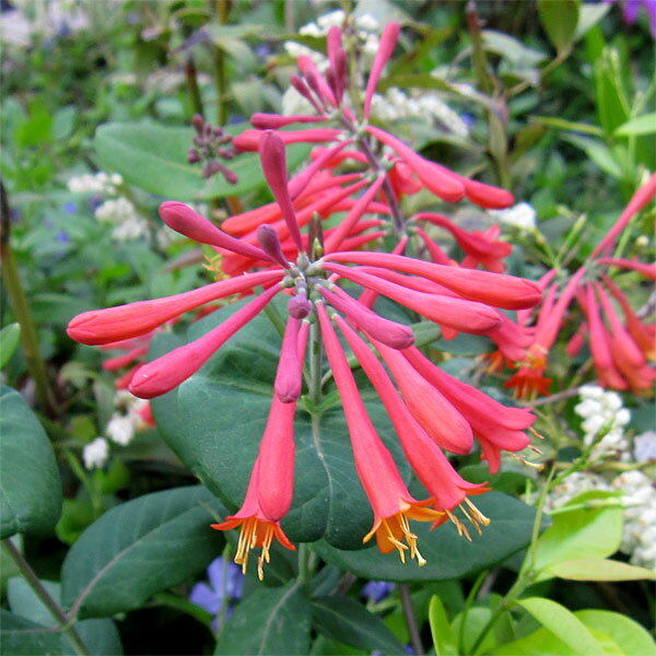 草花の苗/ツキヌキニンドウ（突抜忍冬）4号ポット