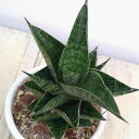 観葉植物/サンセベリア:ミラージュ(ムトモ×バリー×ボンセレンシス)3号鉢植え
