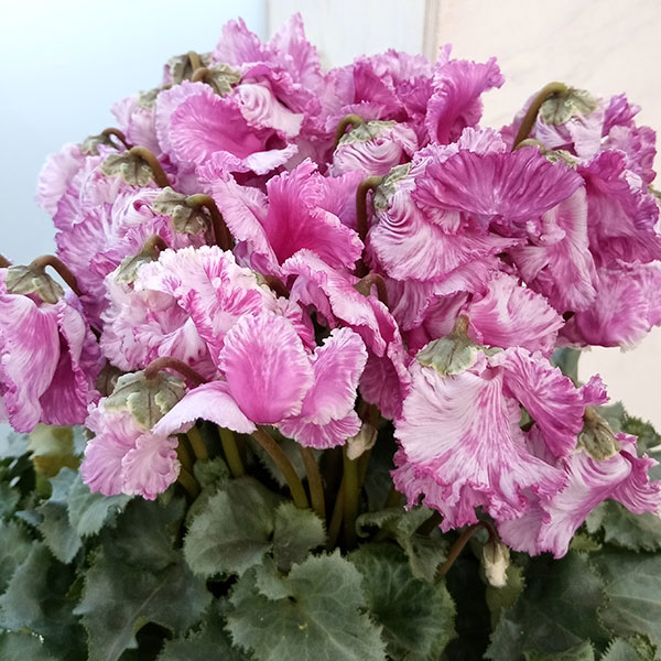 シクラメン：レガーロ（旧プリマドンナ アンティーク）5号鉢のサムネイル