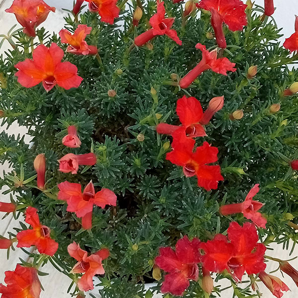 草花の苗/初恋草：ユーコレッドインパルス3.5号ポット