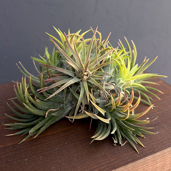 観葉植物/（わけあり特価）チランジア：Mayan Town Pole No.2988