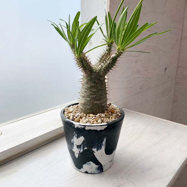 楽天市場】グラキリス(サイズ(植木鉢)4 ~ 6号)の通販 楽天市場】グラキリス(サイズ(植木鉢)4 ~ 6号)の通販