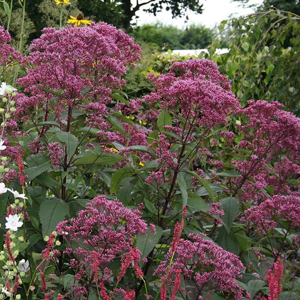 草花の苗/ユーパトリウム：アトロパープレウム3.5号ポット