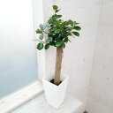 観葉植物/ガジュマル:パンダガジュマル 6号鉢植え*