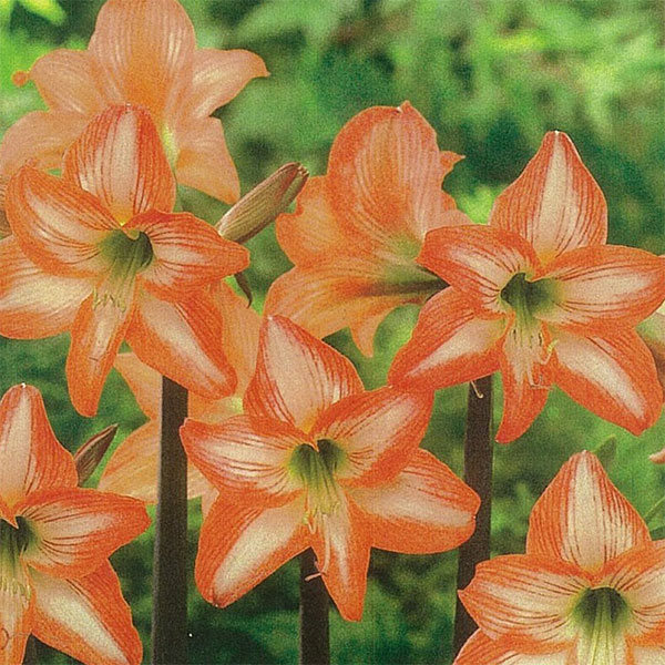 Amaryllis - 球根/アマリリス：かざぐるまアマリリス 1球入り