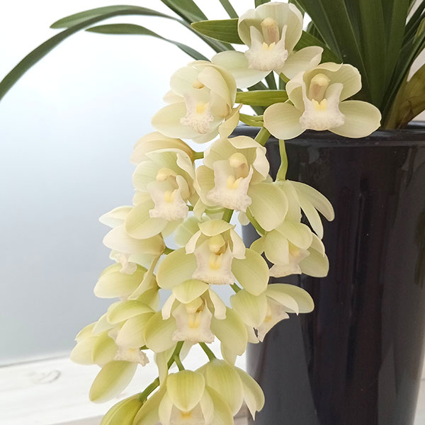 シンビジューム：アイスキャスケード...