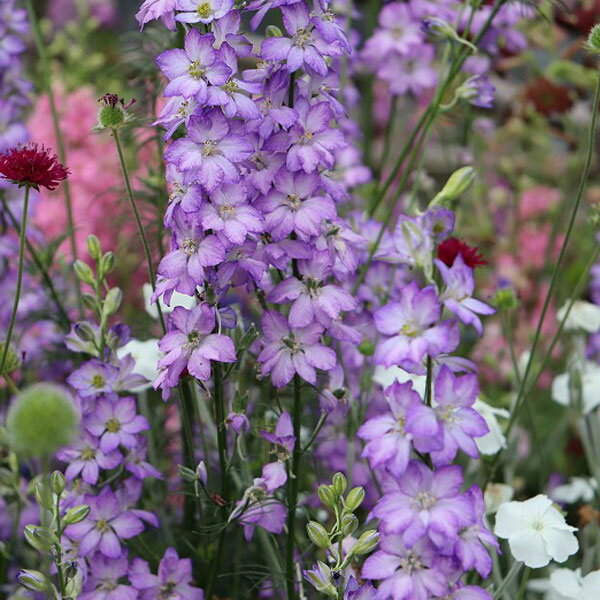 草花の苗/千鳥草（チドリソウ・ラークスパー）：カンヌ　パープルピコティ3-3.5号ポットのサムネイル