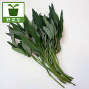 野菜の苗/エンサイ(空芯菜)・多粒まき苗3.5号ポット