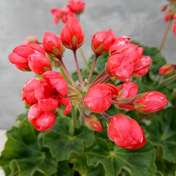 草花の苗/ゼラニウム（チューリップ咲き）：コニー5号鉢植え