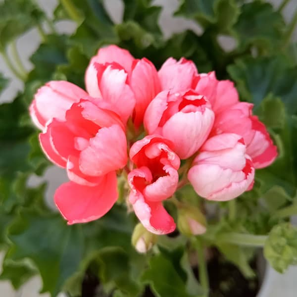 ゼラニウム（チューリップ咲き）：フリンジドパンドラ5号鉢植えのサムネイル